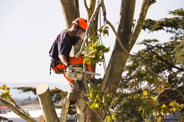 Eco-Friendly Options Sustainable Tree Removal Services