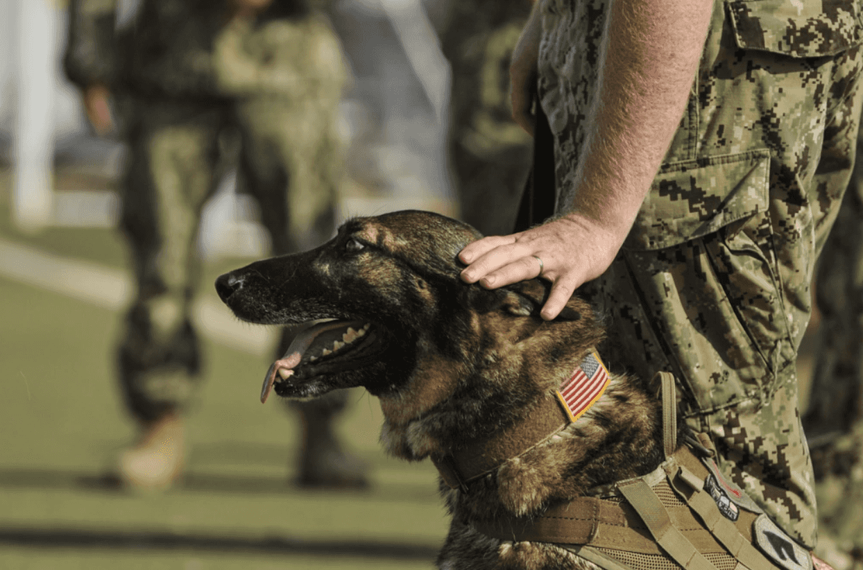 Mastering Service Dog Training for PTSD: A Comprehensive Guide